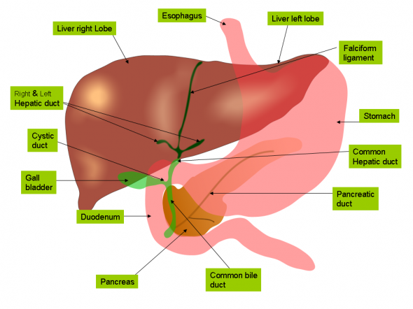 Anatomy_of_liver_and_gall_bladder