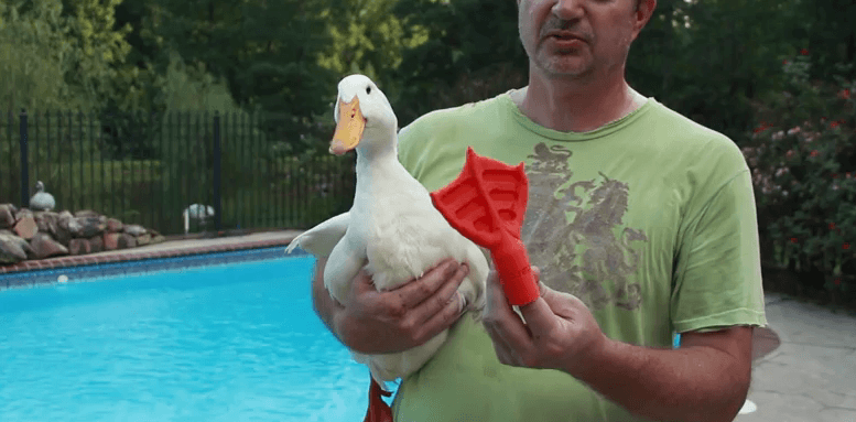 buttercup_the_duck